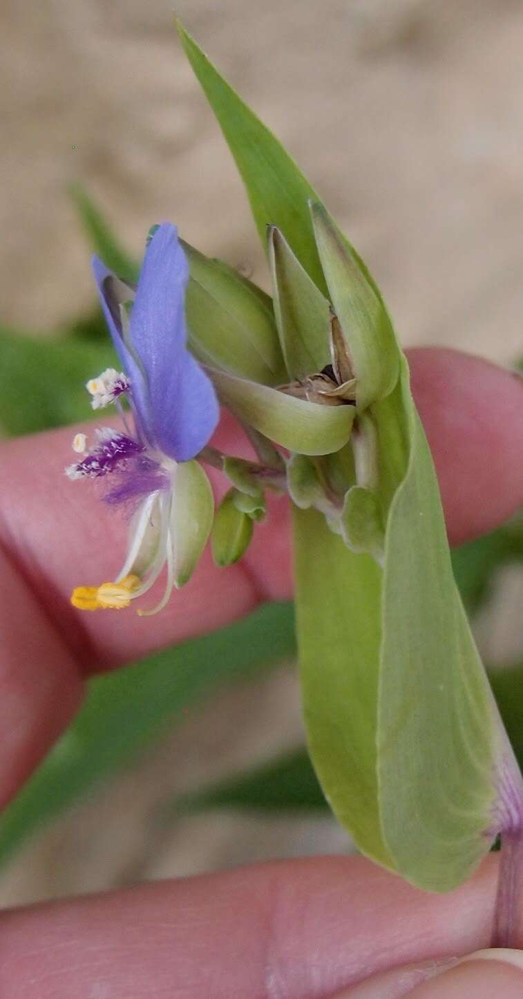 Image de Tinantia anomala (Torr.) C. B. Clarke