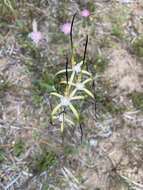 Image of Yellow spider orchid