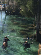 Image of Florida manatee