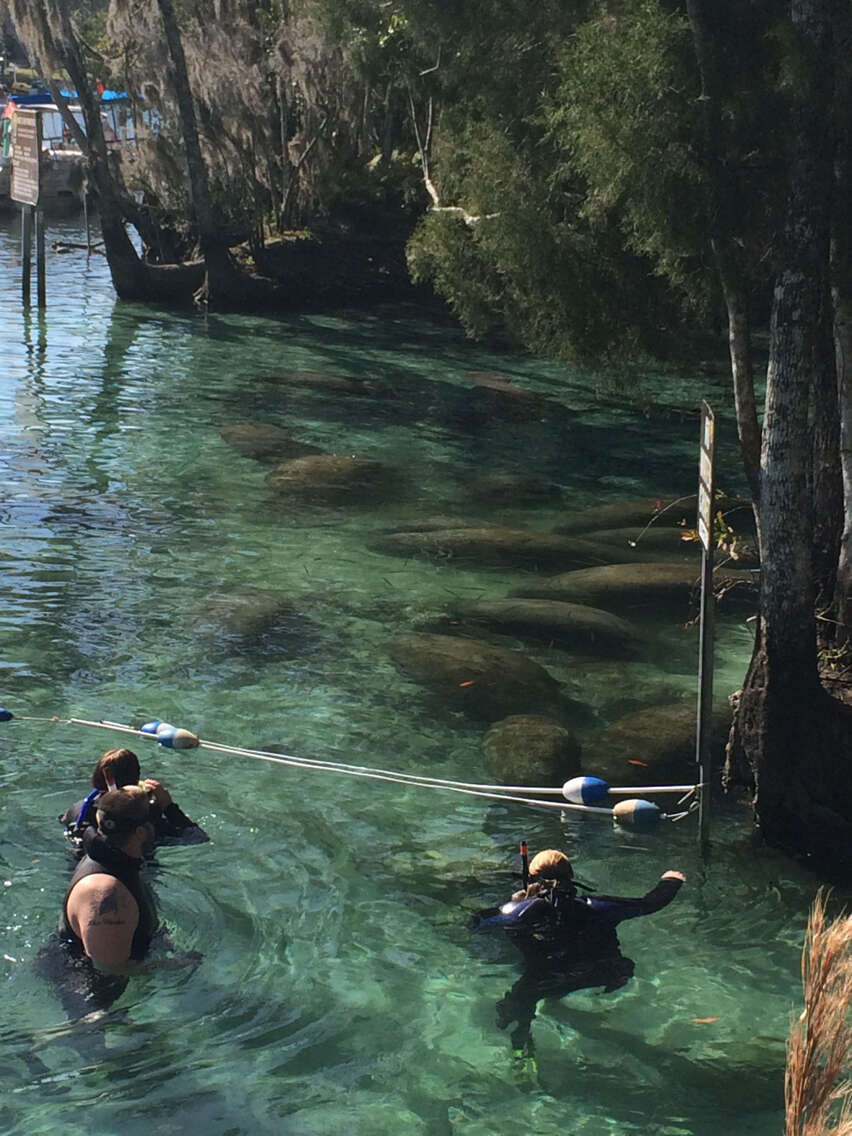 Image of Florida manatee