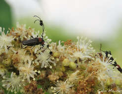 Image of Cosmisoma brullei (Mulsant 1862)