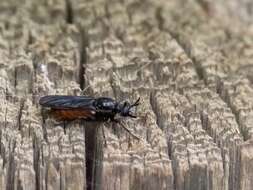 Image of Lampria bicolor (Wiedemann 1828)