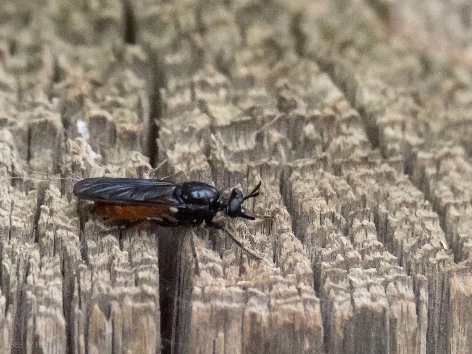 Image of Lampria bicolor (Wiedemann 1828)