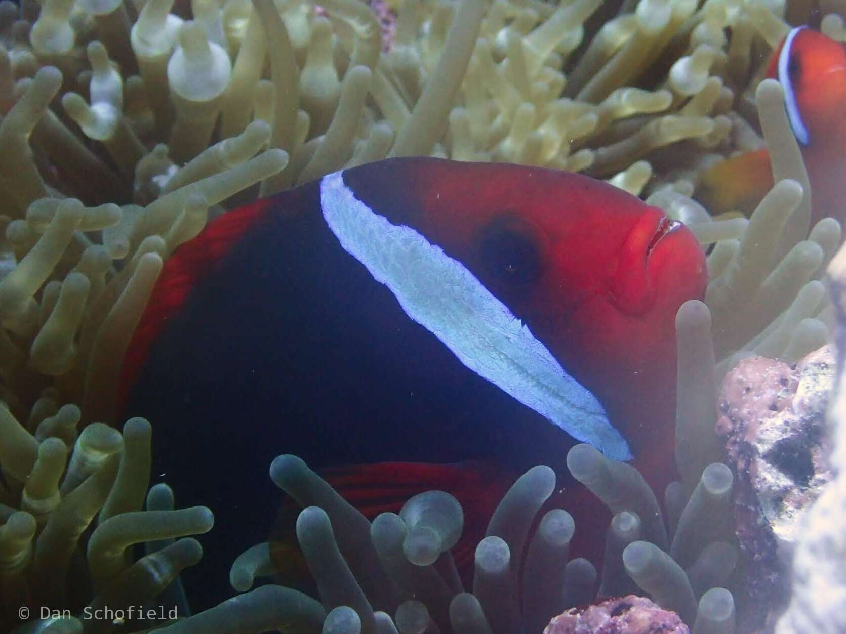 Image of Blackback anemonefish