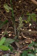 Image of bowstring hemp