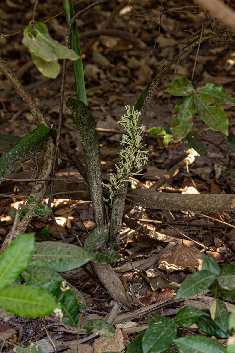 Image of bowstring hemp