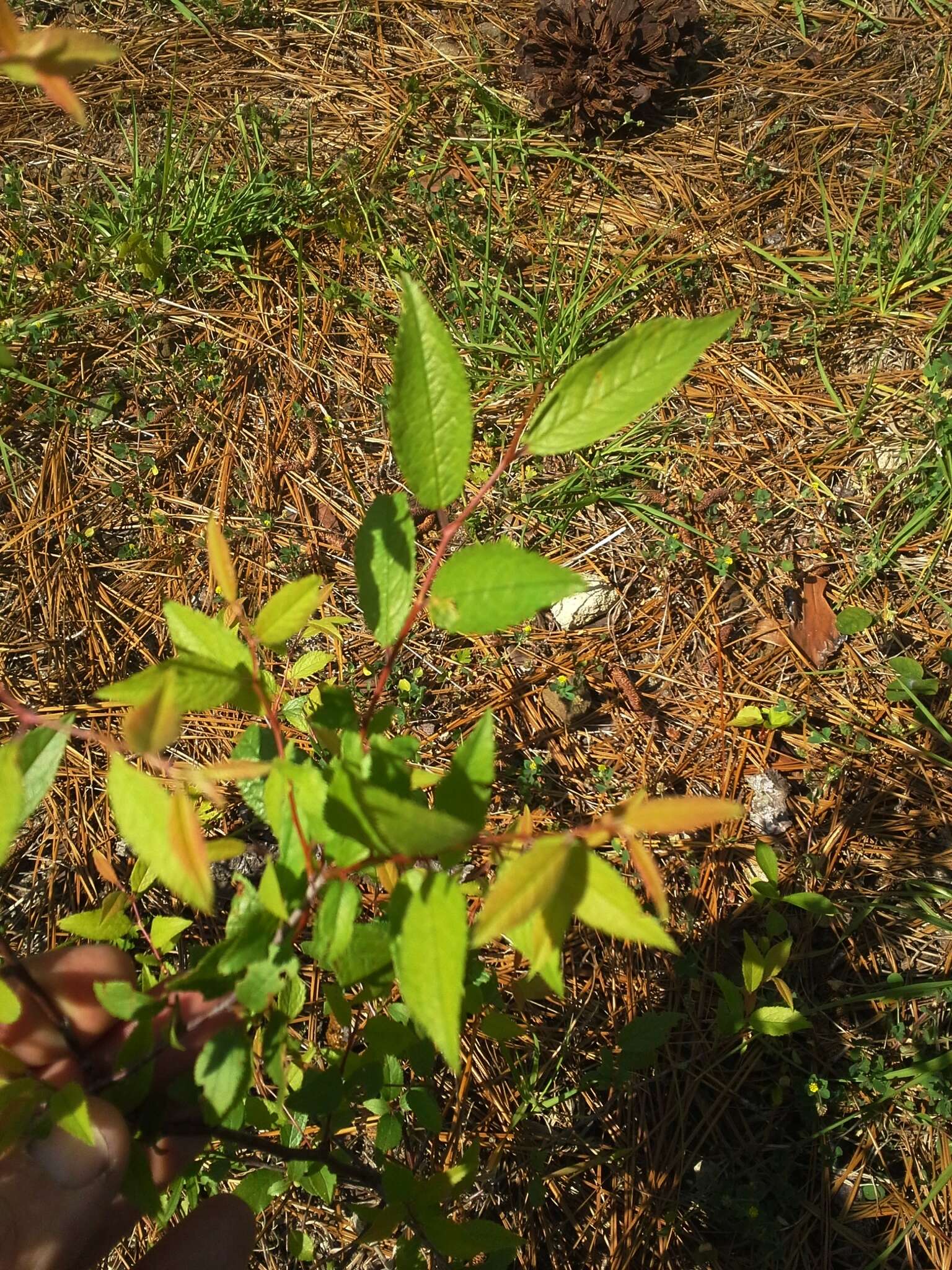 Imagem de Prunus gracilis Engelm. & Gray