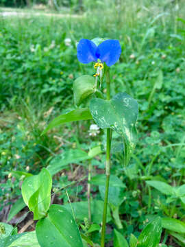 Image of Asiatic dayflower