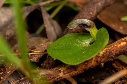 Image of Tiny helmet orchid