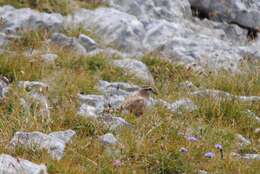 Imagem de Charadrius morinellus Linnaeus 1758