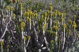 Euphorbia caerulescens Haw. resmi