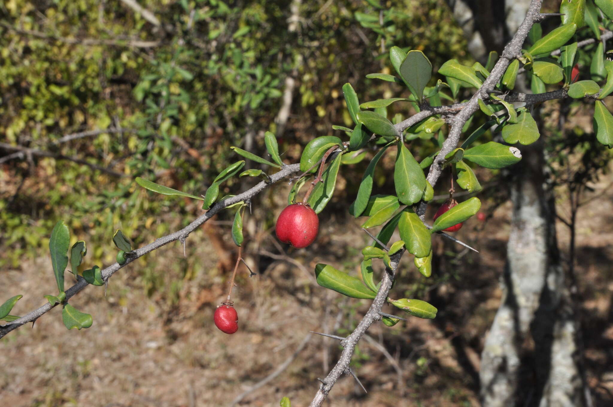 Putterlickia verrucosa (E. Mey. ex Sond.) Sim的圖片