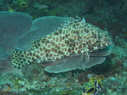 Image of Barred-chest Rock-cod