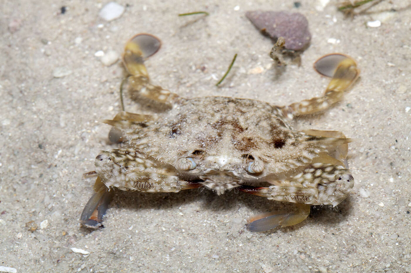 Image of Pacific blue swimming crab