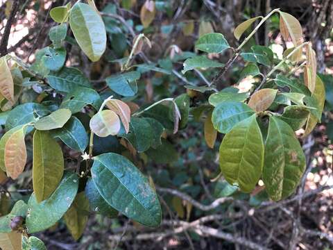 Image of Cleistanthus cunninghamii (Müll. Arg.) Müll. Arg.