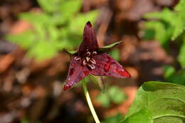 Image of furrowed wakerobin