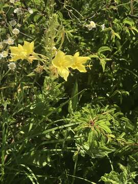 Imagem de Oenothera rhombipetala Nutt. ex Torr. & Gray