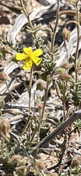 Image of thyme-leaved fumana