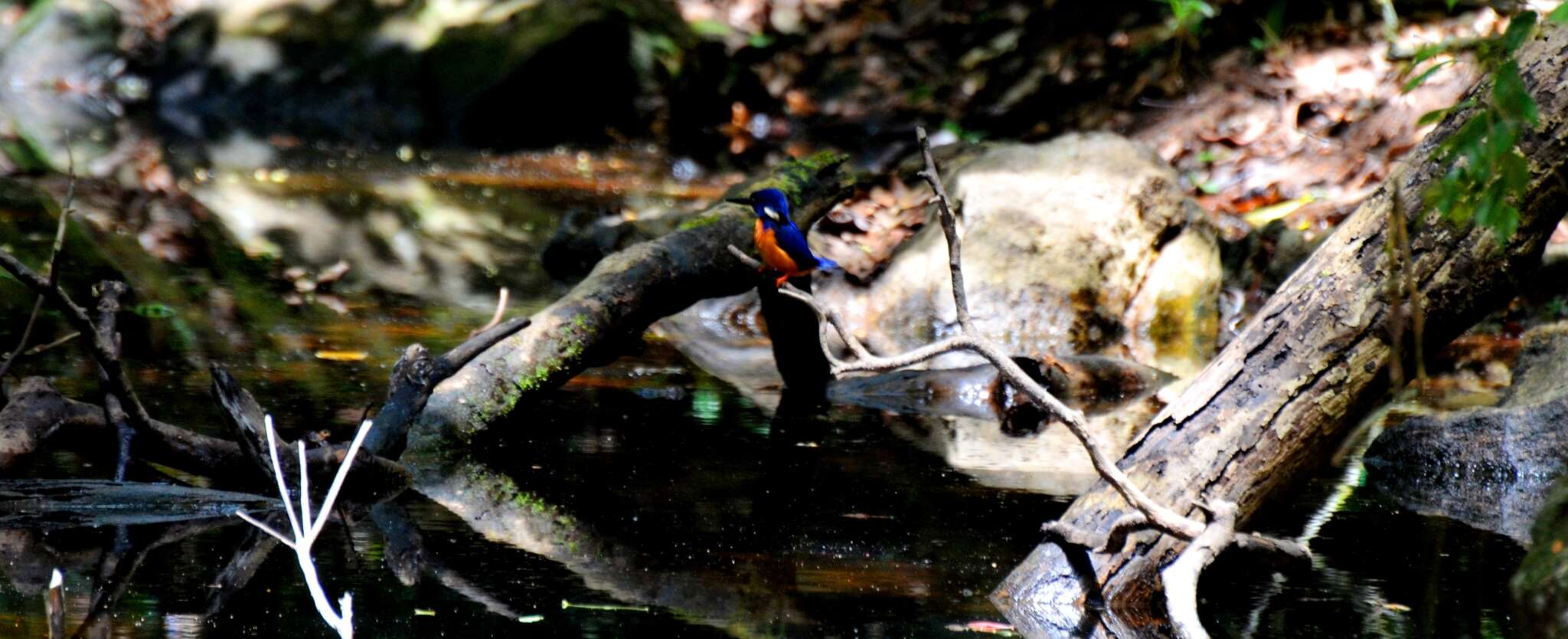 Image of Shining-blue Kingfisher