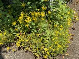 Sedum bulbiferum Makino resmi