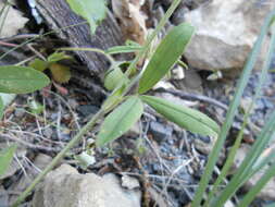 Image of Trifolium ochroleucon var. ochroleucon