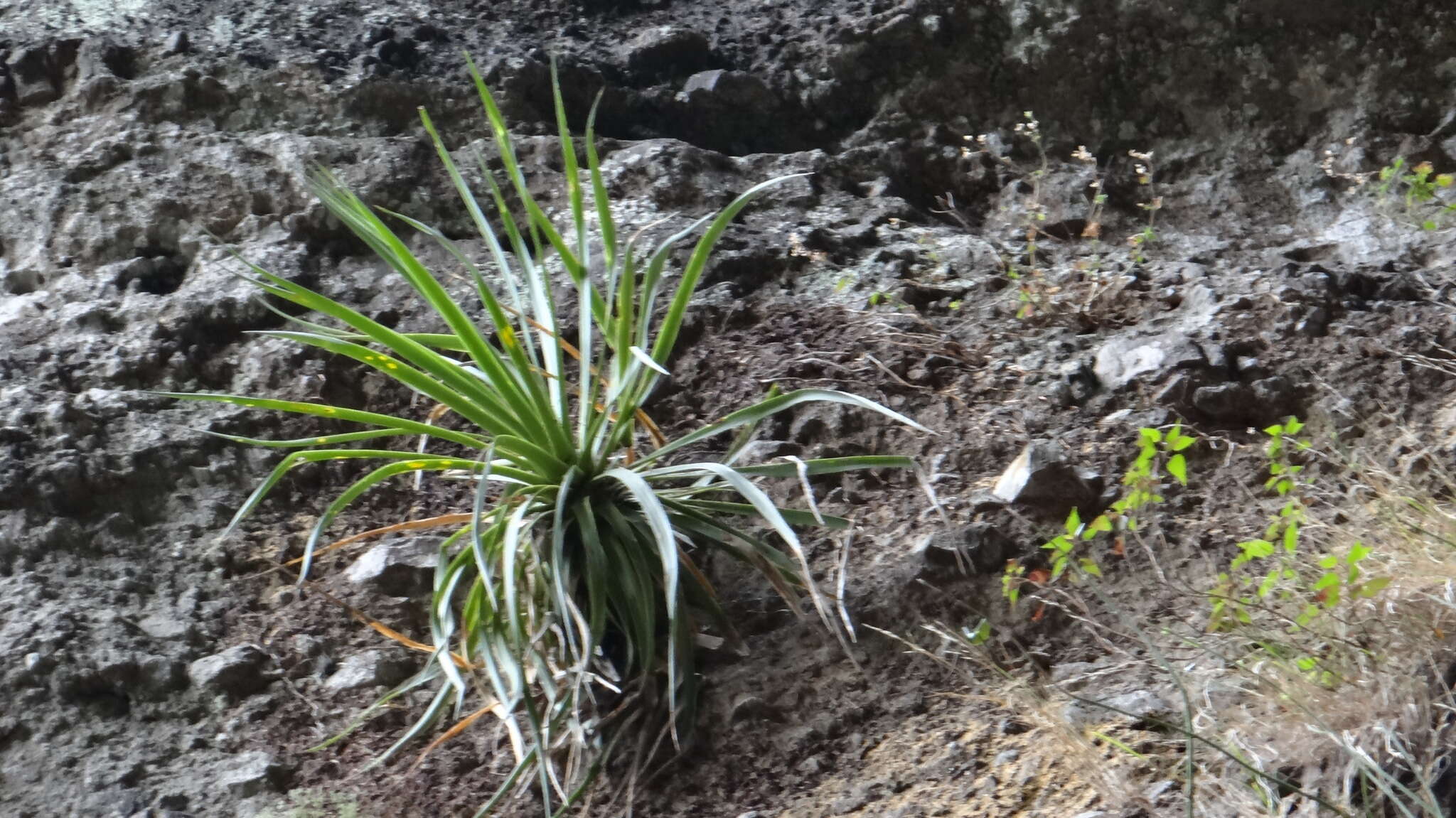 Image of Cliff's agave