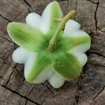 Imagem de Passiflora siamica Crab