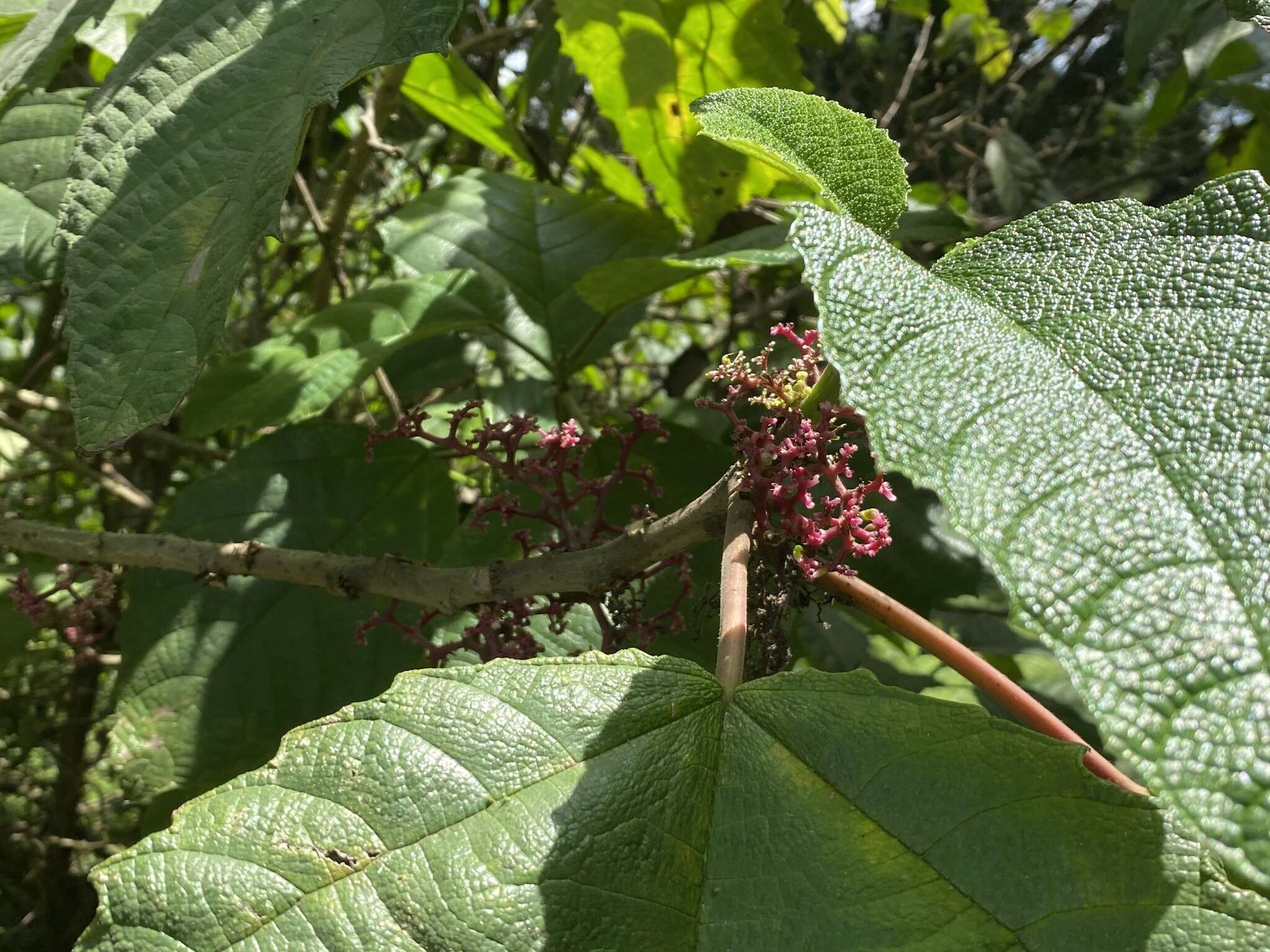 Imagem de Urera caracasana (Jacq.) Griseb.