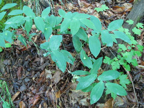 Image of largeflower bellwort