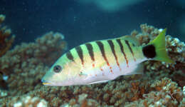 Image of Black-banded seaperch