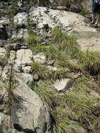 Image of Cumberland Sand-Reed