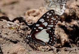 Image de Graphium morania (Angas 1849)