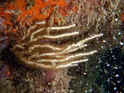 Image of white horny coral