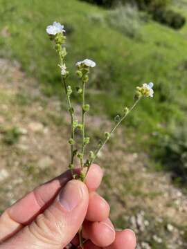 Plancia ëd Cryptantha clevelandii Greene