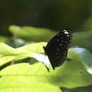 Euploea crameri Lucas 1853的圖片