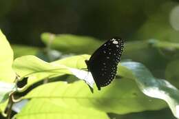 Euploea crameri Lucas 1853的图像