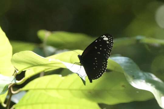 Euploea crameri Lucas 1853的圖片