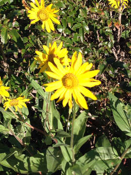 Sivun Helianthella uniflora (Nutt.) Torr. & A. Gray kuva