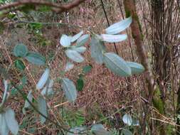 Image of Smilax discotis Warb.