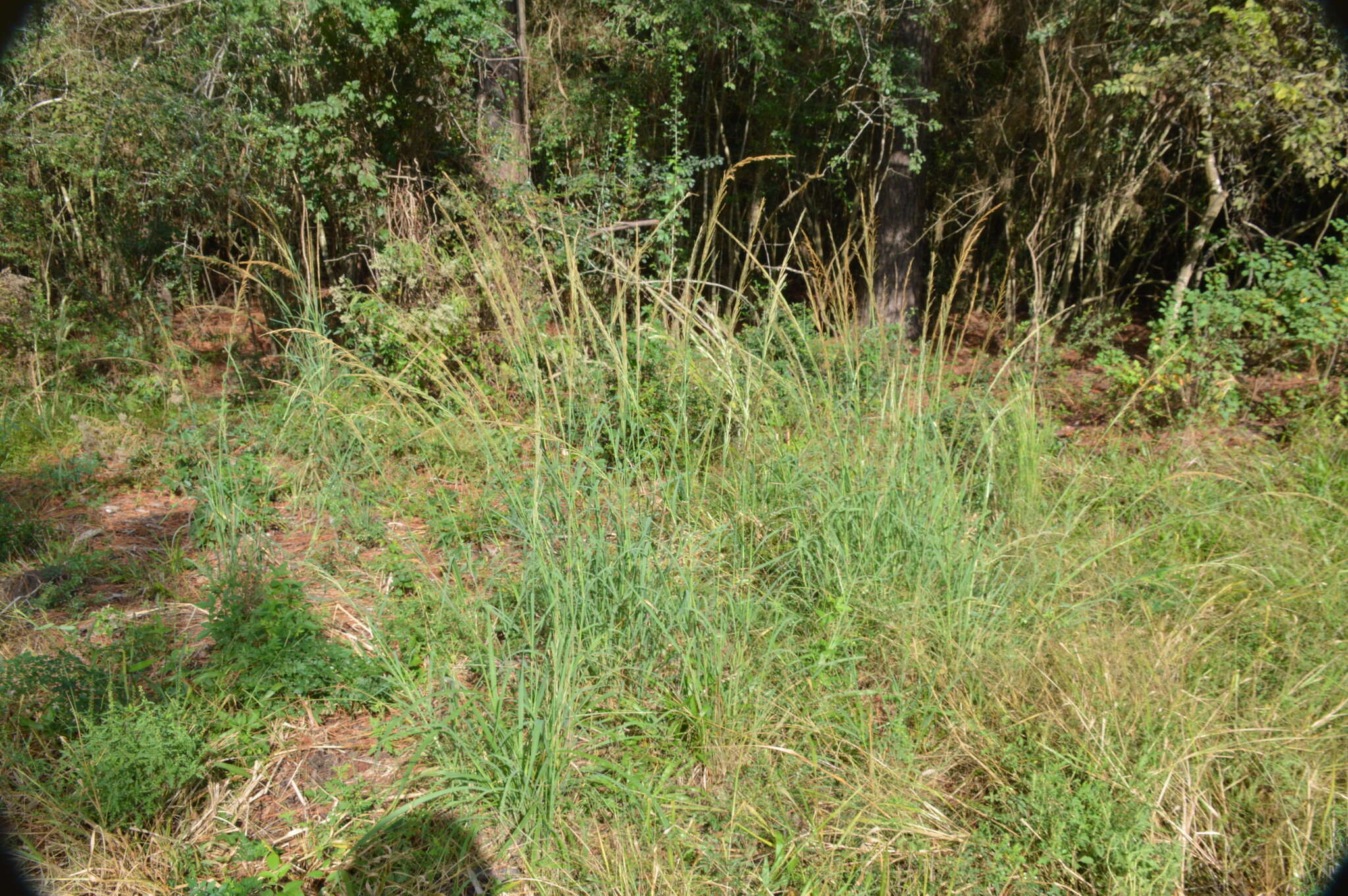 Image of Nealley's Viper Grass