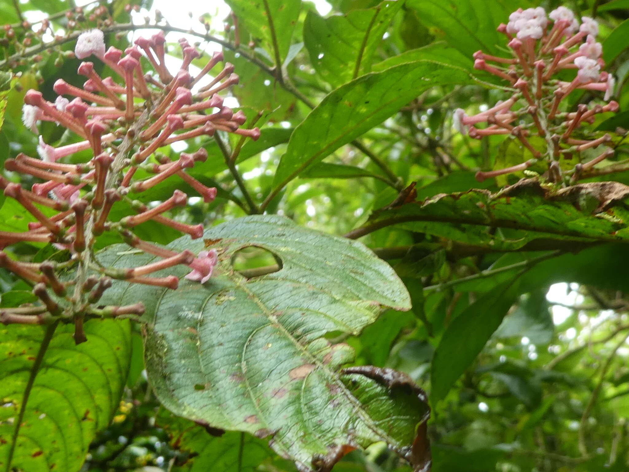 Imagem de Gonzalagunia rosea Standl.