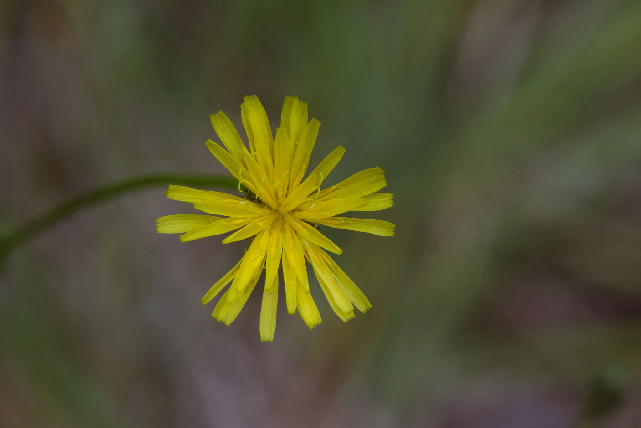 Image of Picris morrisonensis Hayata