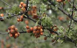 Rhus microphylla Engelm. resmi