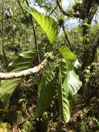 Imagem de Dendrocnide latifolia (Gaud.) Chew