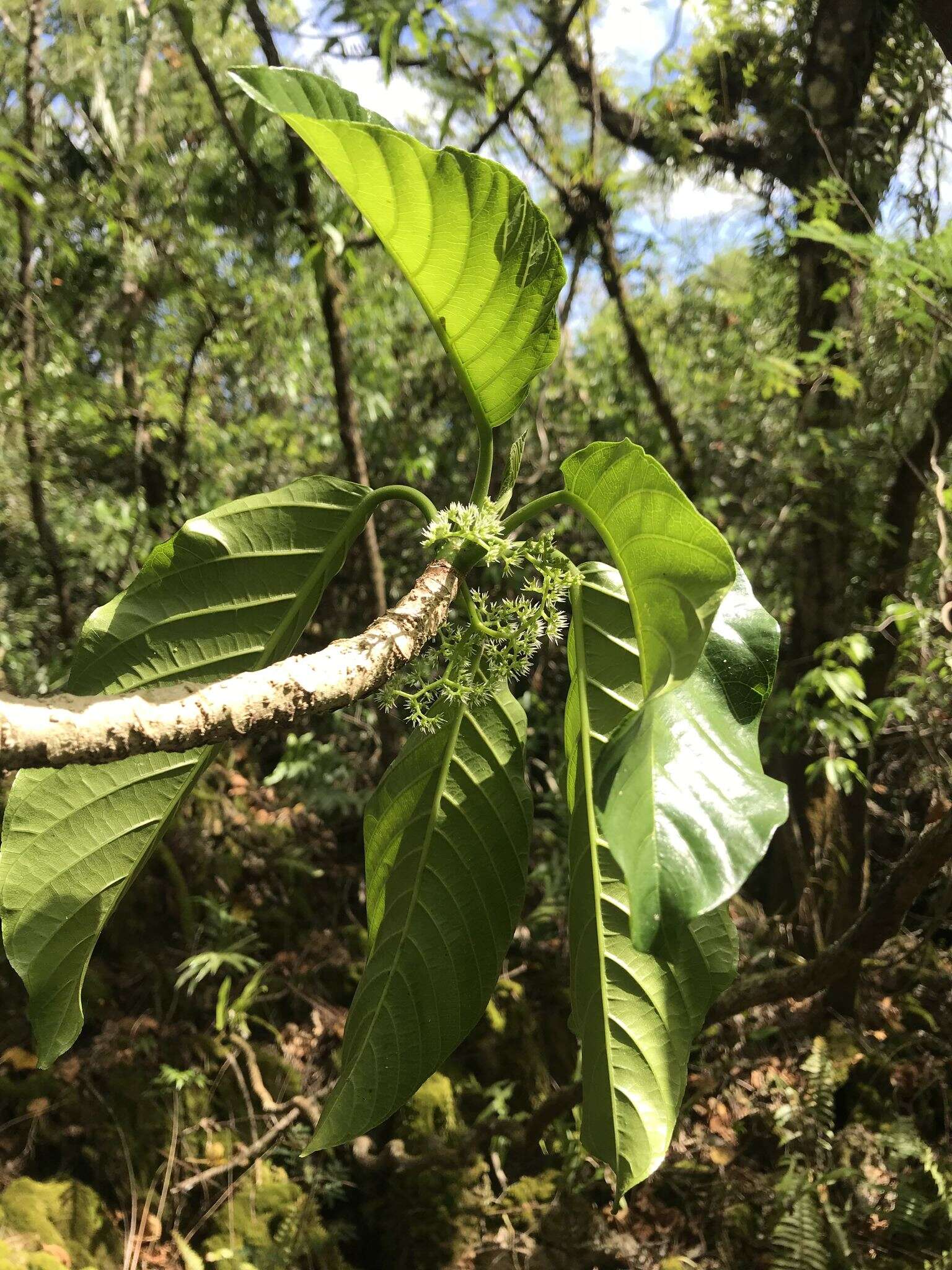 Imagem de Dendrocnide latifolia (Gaud.) Chew