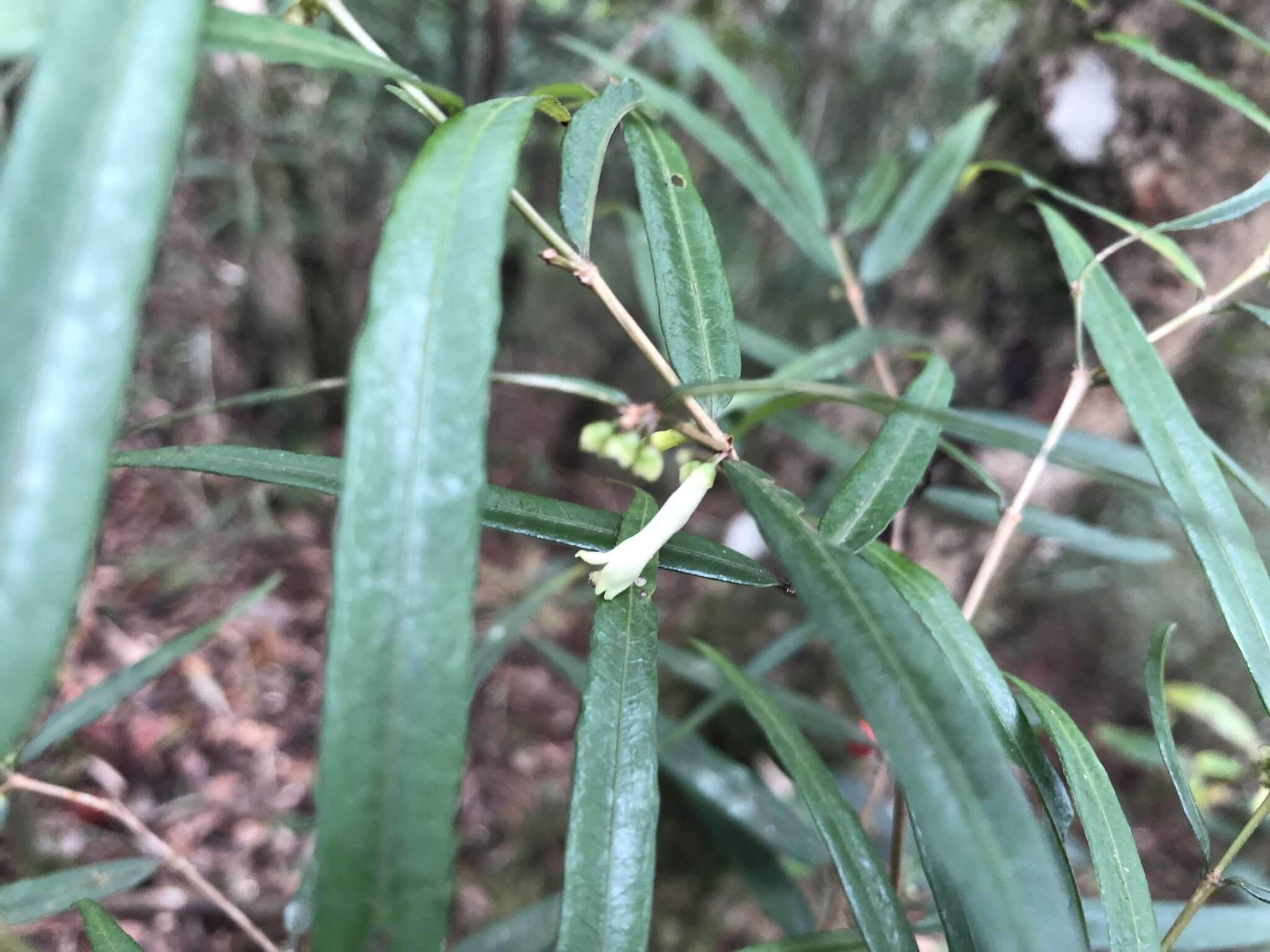 Image of Damnacanthus angustifolius Hayata