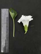 Image of nightblooming false bindweed