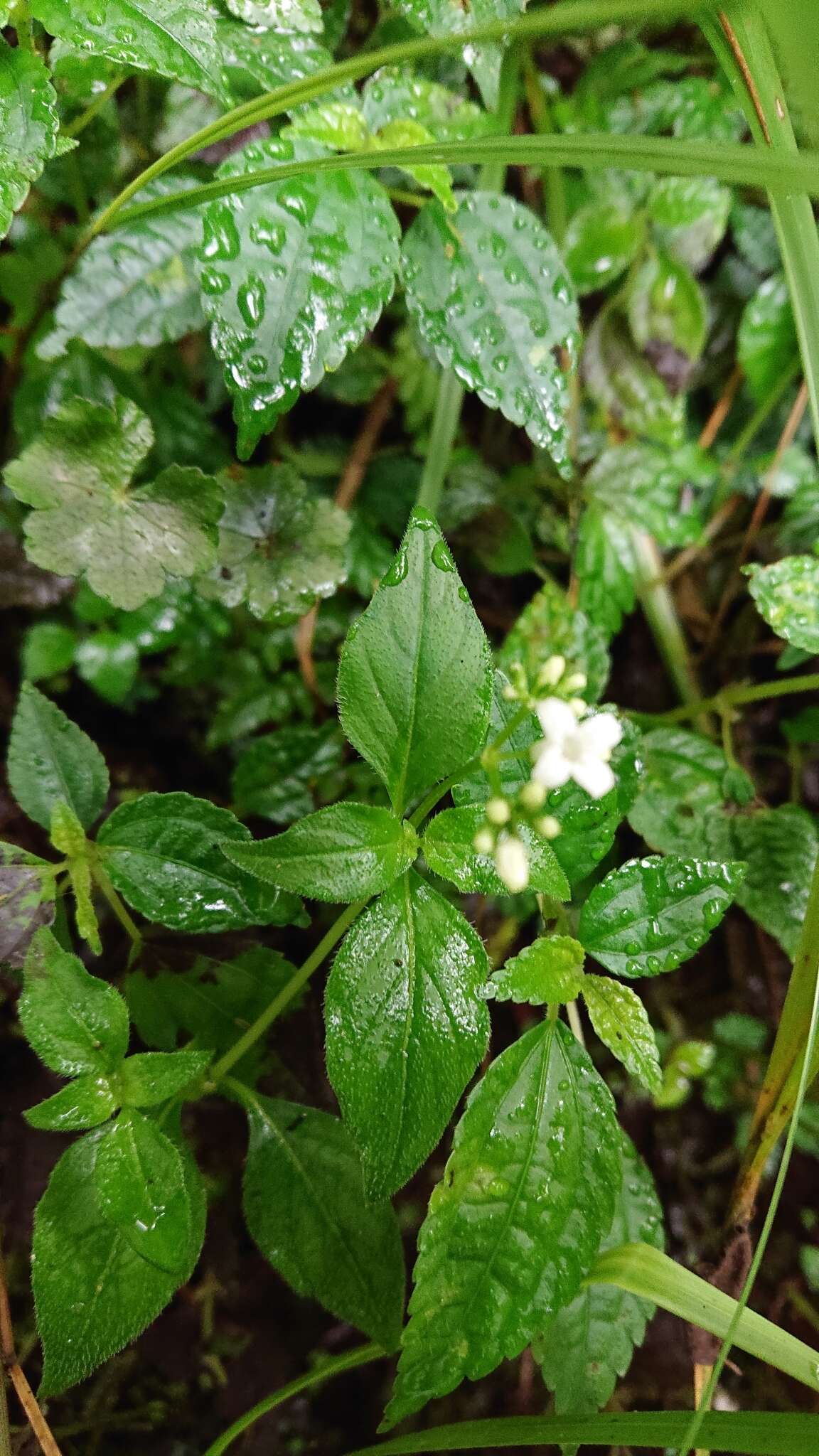 Neanotis formosana (Hayata) W. H. Lewis resmi