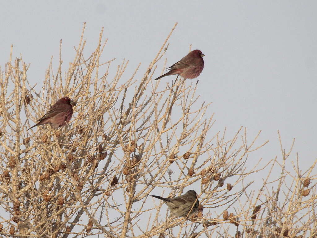 Image of Great Rosefinch