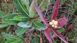 Image of Kielmeyera rubriflora Cambess.